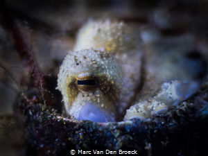 squid eye by Marc Van Den Broeck 